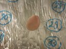 XenoSkin P BM - Porcine Buccal Mucosa Discs for in vitro...