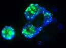 Rapid Micronucleus MoA Test Kit for detection of...